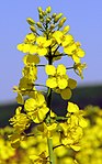 Bisymmetriska blommor hos raps (Brassica napus).