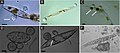 Image 26Chytrid parasites of marine diatoms. (A) Chytrid sporangia on Pleurosigma sp. The white arrow indicates the operculate discharge pore. (B) Rhizoids (white arrow) extending into diatom host. (C) Chlorophyll aggregates localized to infection sites (white arrows). (D and E) Single hosts bearing multiple zoosporangia at different stages of development. The white arrow in panel E highlights branching rhizoids. (F) Endobiotic chytrid-like sporangia within diatom frustule. Bars = 10 μm. (from Marine fungi)