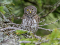 Civetta nana (Glaucidium passerinum)