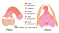 Homology of the male and female bulbs