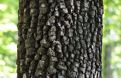 Distinctive coruscated, heavily scaled bark