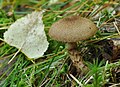 Schuppiger Dickfuß (Cortinarius pholideus)