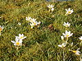 Crocus sieberi 'Bowles White' group