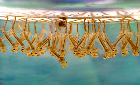 Culex larvae, by James Gathany