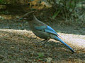 Cyanocitta stelleri, famiglia Corvidae