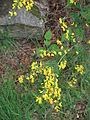 Cytisus scoparius