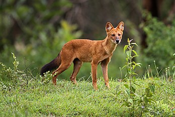 Un dhole. (définition réelle 3 900 × 2 601)