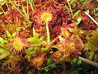 Roua cerului (Drosera rotundifolia)