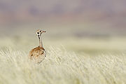 Rüppell's korhaan in the grasslands near the dunes