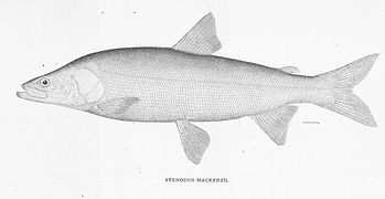 Stenodus leucichthys