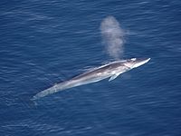 Fin whale (Balaenoptera physalus)