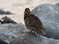 Galapagos Dove