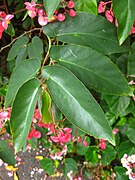 Begonia coccinea