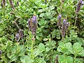 C. neochilus = Plectranthus neochilus