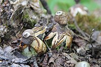 Geastrum quadrifidum