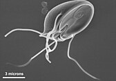 Giardia muris, an example of a protozoan