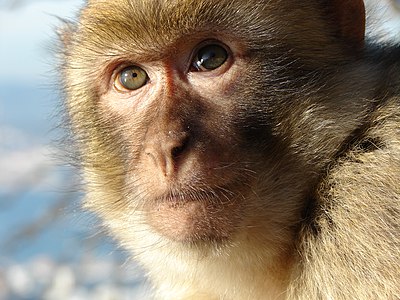 Barbary macaque, by RedCoat