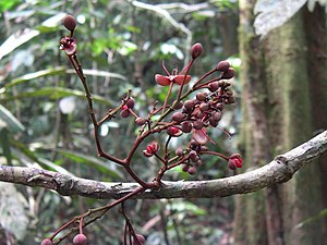 花のつく枝（コラップ国立公園にて）。