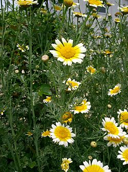 Kruunusuvikakkara (Glebionis coronaria)