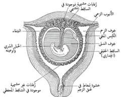 مَقطع عرضي في رَحم الحامِل في الشهر الثالث والرابع.