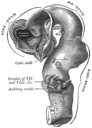 Brain of human embryo at 4.5 weeks, showing interior of forebrain