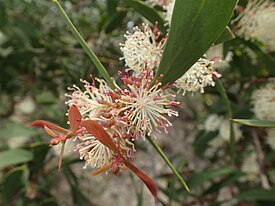 Цветущая Hakea nitida в Национальном парке Стерлинг-Рейндж.