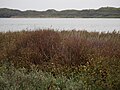 Hammersee mit Ufervegetation, September 2010