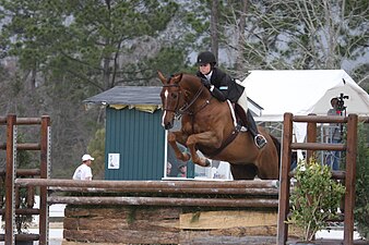 Hanoverians often have the steady temperament and round jumping style required of show hunters