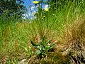 Hieracium schmidtii