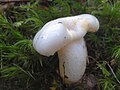 Hygrophorus cossus