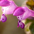 Lamium amplexicaule (Tribù Lamieae)