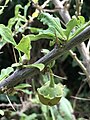 Ripe fruit, showing broad, green calyx, borne on arching, spiny stem, Adforton