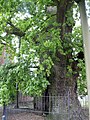 Arbre remarquable par son âge.