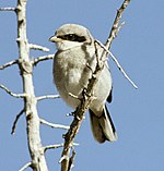 A small, gray bird perches on a branch amongst other branches with blue sky behind.