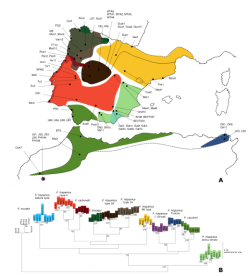 Mapa y filogenia de las especies en la península ibérica y el norte de África.