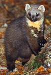 Baummarder (Pine marten)