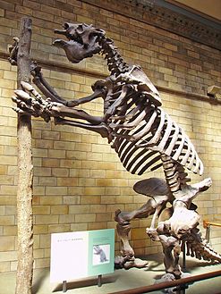 Squelette de Megatherium americanum, à Londres.