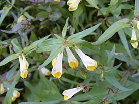 Марьянник луговой (Melampyrum pratense) — типовой вид рода Марьянник