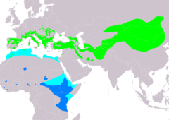 Distribución de Monticola saxatilis