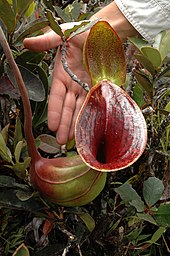 Une plante en forme d'urne de la taille d'une main