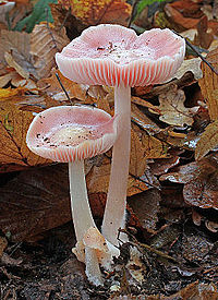 Mycena rosea