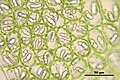 Nardia scalaris, a leafy liverwort
