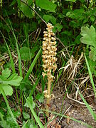 Neottia nidus-avis à Charmes-la-Côte, en forêt, en bordure de chemin.