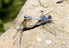 Mating