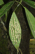 Colonia de Parischnogaster sp.