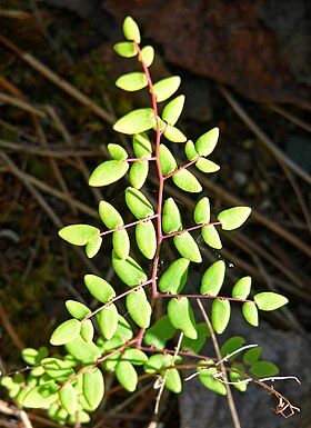 Pellaea andromedifolia.