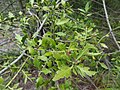 Phyllocladus alpinus, cladódios.