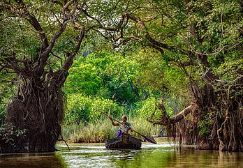 Homem em um bote, navegando pela floresta pantanosa de Ratargul, distrito de Sylhet, Bangladesh. Já foi considerada a única floresta pantanosa do país, e uma das poucas florestas pantanosas de água doce do mundo. A floresta, sempre verde, está situada às margens do rio Goain. A maioria das árvores que crescem aqui é da espécie Dalbergia reniformis. Fica submersa sob 6,1 a 9,1 m de água durante a estação chuvosa. No restante do ano, o nível da água fica a cerca de 3,0 m de profundidade. (definição 4 000 × 2 773)