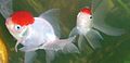 First Lady Lipstick (left) and Li'l Red Riding Hood (right), Red Cap Oranda Goldfish. (Posted on: June 29, 2007)