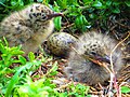 Egg and nestlings in nest at Phillip Island Nature Park, Victoria